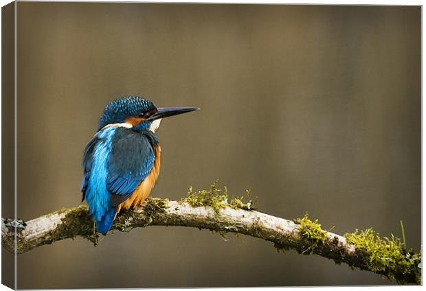 KINGFISHER #4 Canvas Print by Anthony R Dudley (LRPS)