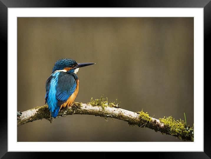 KINGFISHER #4 Framed Mounted Print by Anthony R Dudley (LRPS)