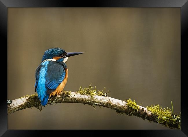 KINGFISHER #4 Framed Print by Anthony R Dudley (LRPS)