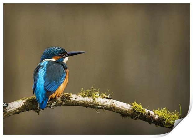 KINGFISHER #4 Print by Anthony R Dudley (LRPS)