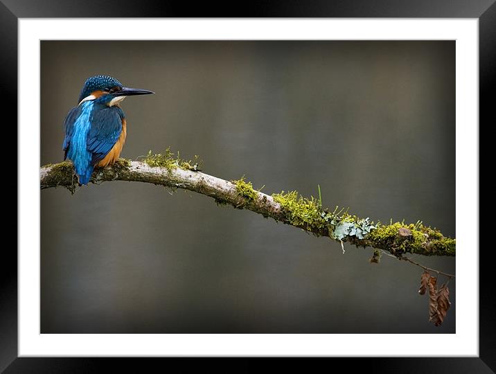 KINGFISHER #5 Framed Mounted Print by Anthony R Dudley (LRPS)
