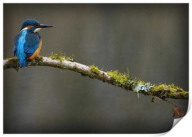 KINGFISHER #5 Print by Anthony R Dudley (LRPS)