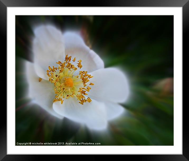 Soft flower Framed Mounted Print by michelle whitebrook