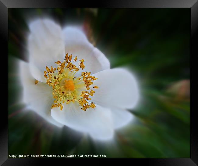 Soft flower Framed Print by michelle whitebrook