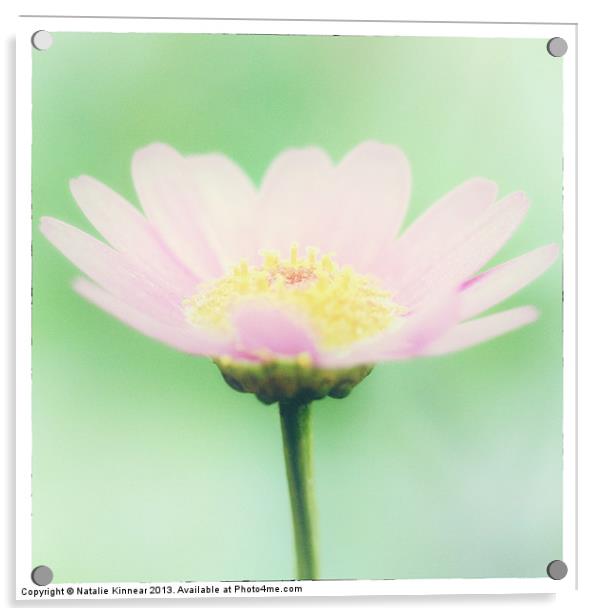 Artistic Pink Flower Acrylic by Natalie Kinnear