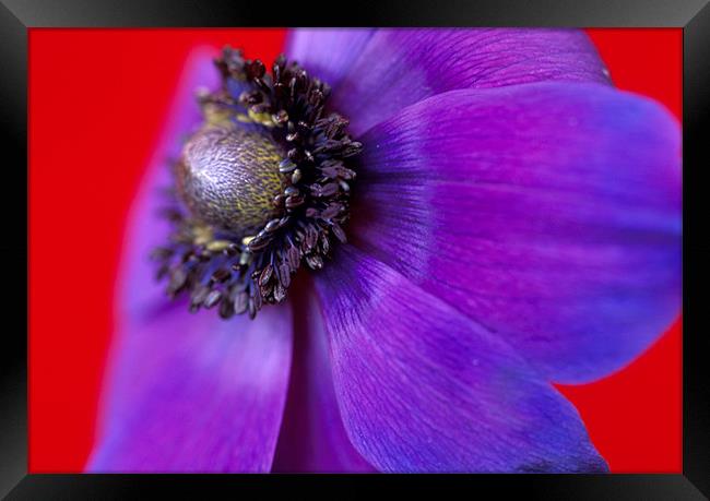 Purple anemone flower red background Framed Print by Celia Mannings