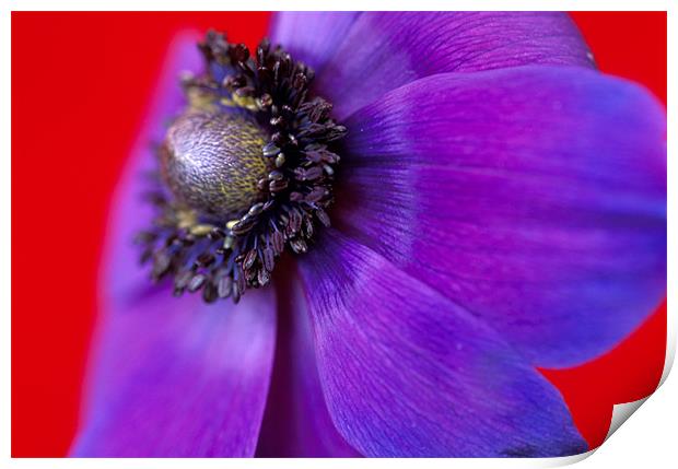 Purple anemone flower red background Print by Celia Mannings