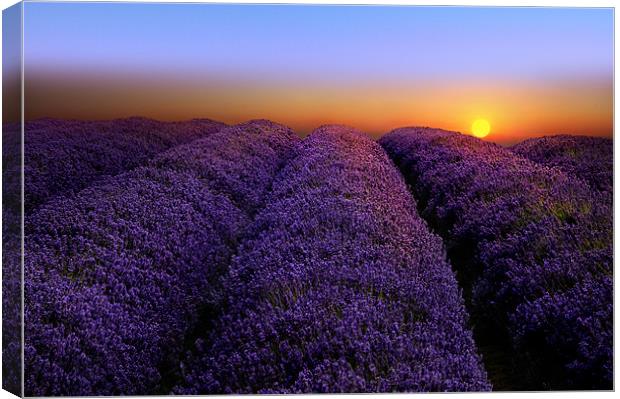 Lavender sunset Canvas Print by Robert Fielding