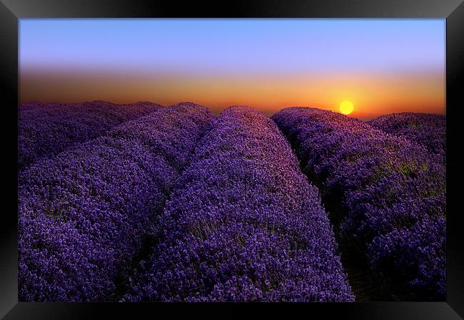 Lavender sunset Framed Print by Robert Fielding