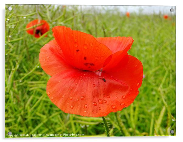 Dewdrops Poppy Acrylic by Bob Legg