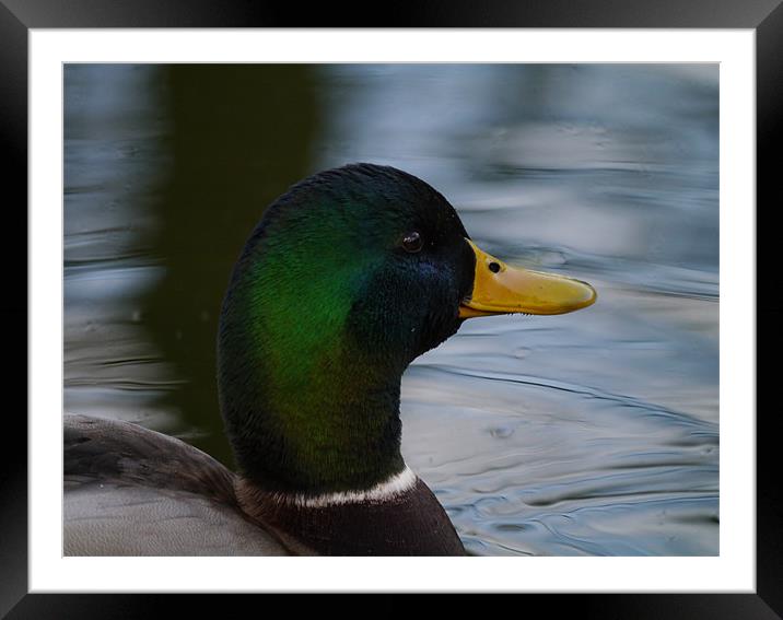 duck portrait Framed Mounted Print by sharon bennett