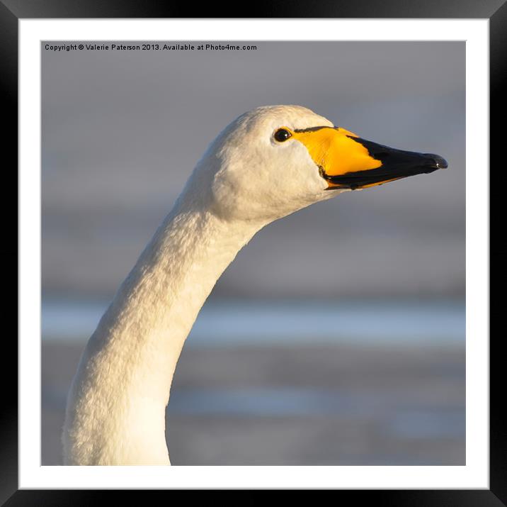 Stretching Swan Framed Mounted Print by Valerie Paterson