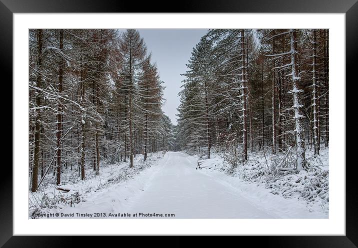 Winter Spruce Framed Mounted Print by David Tinsley
