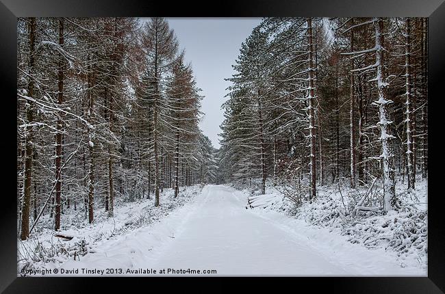 Winter Spruce Framed Print by David Tinsley