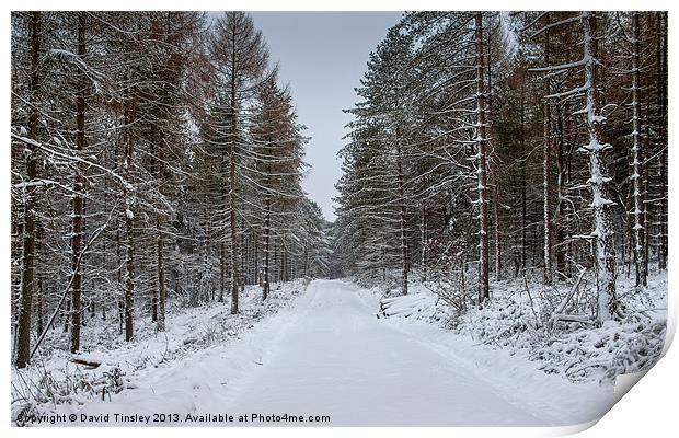Winter Spruce Print by David Tinsley