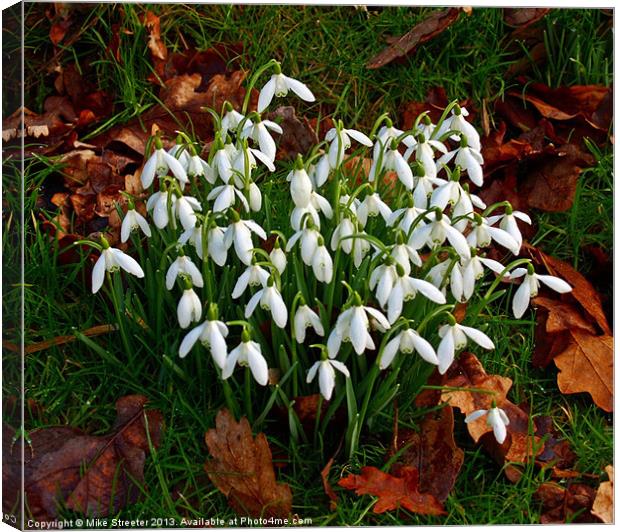 Snowdrops Canvas Print by Mike Streeter