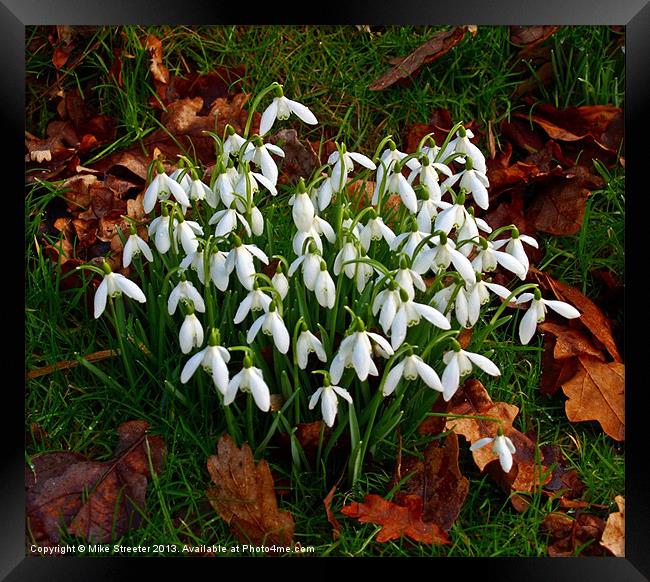 Snowdrops Framed Print by Mike Streeter