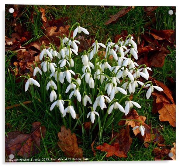 Snowdrops Acrylic by Mike Streeter