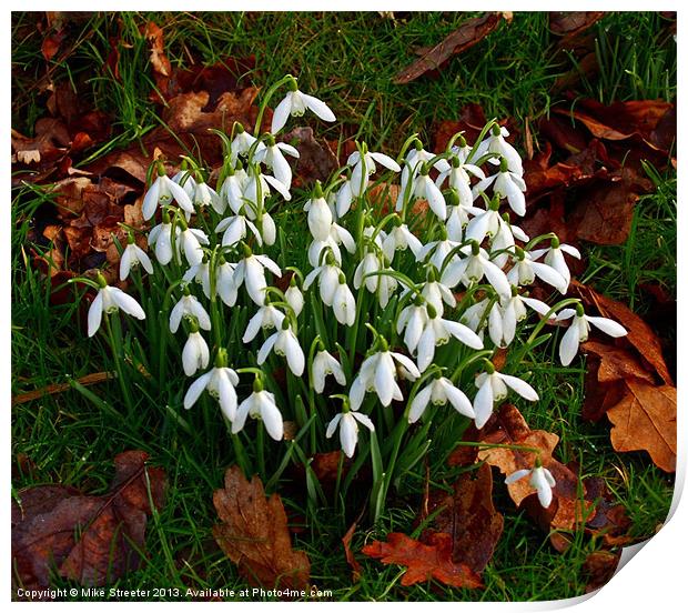 Snowdrops Print by Mike Streeter