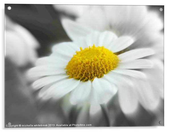 soft daisy 3 Acrylic by michelle whitebrook