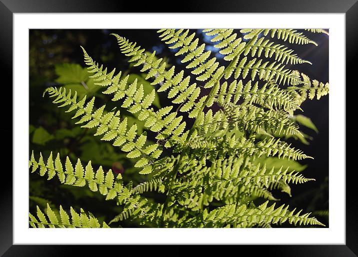 Fern and Light Framed Mounted Print by Shari DeOllos