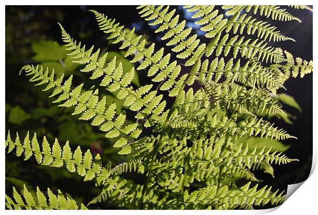 Fern and Light Print by Shari DeOllos