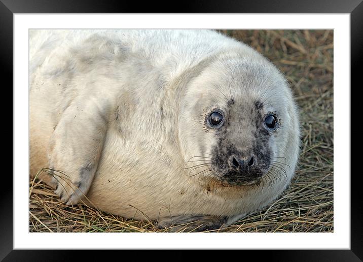 Seal pup Framed Mounted Print by Rachel & Martin Pics