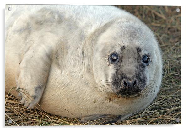 Seal pup Acrylic by Rachel & Martin Pics