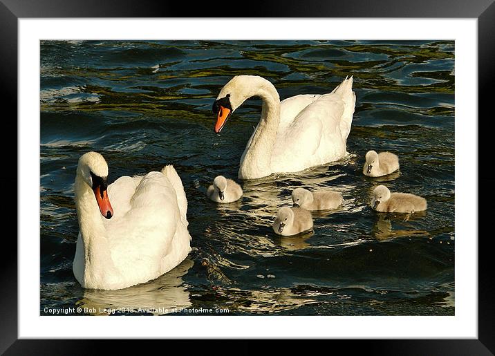First time on the water Framed Mounted Print by Bob Legg