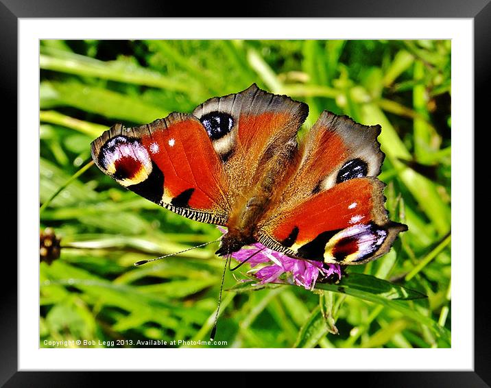 Peacock Butterfly Framed Mounted Print by Bob Legg