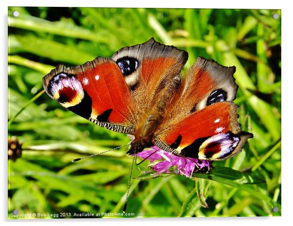 Peacock Butterfly Acrylic by Bob Legg