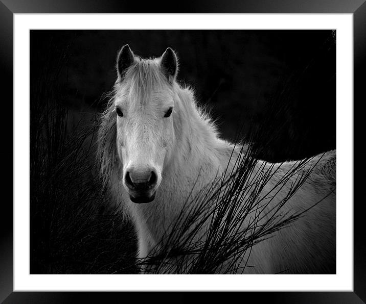Oushi Framed Mounted Print by Macrae Images
