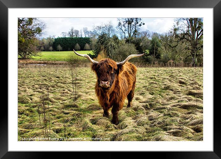 Highland Cow Framed Mounted Print by Lady Debra Bowers L.R.P.S