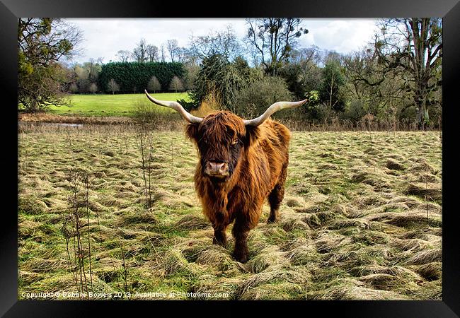 Highland Cow Framed Print by Lady Debra Bowers L.R.P.S