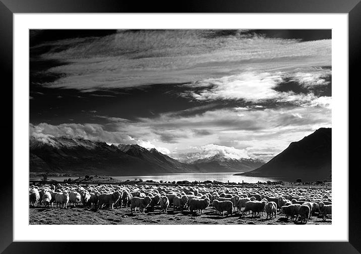 Merinos at Lake Wakatipu in Monochrome. Framed Mounted Print by Maggie McCall