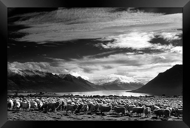 Merinos at Lake Wakatipu in Monochrome. Framed Print by Maggie McCall