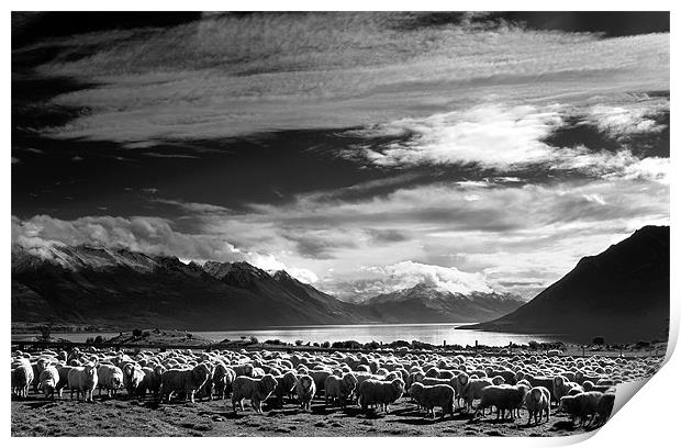Merinos at Lake Wakatipu in Monochrome. Print by Maggie McCall