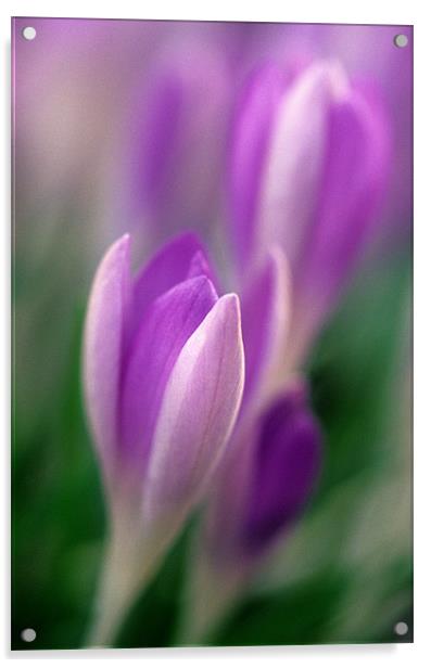 Purple and white crocus flowers Acrylic by Celia Mannings