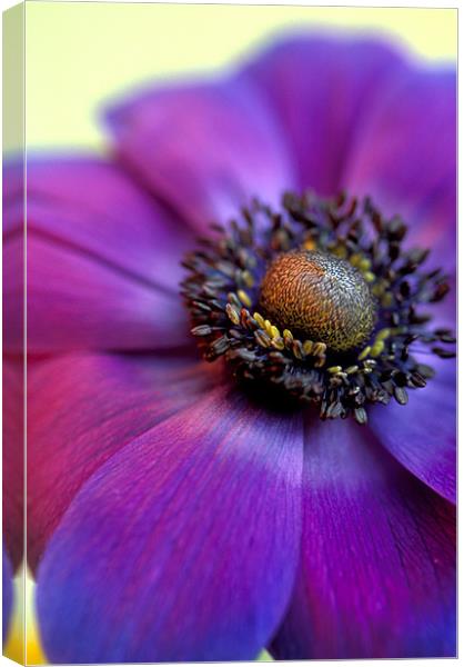 Purple anemone flower Canvas Print by Celia Mannings