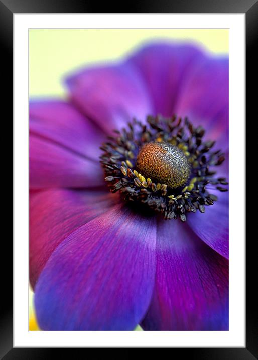 Purple anemone flower Framed Mounted Print by Celia Mannings