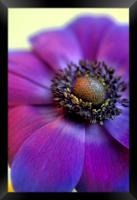 Purple anemone flower Framed Print by Celia Mannings