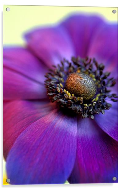 Purple anemone flower Acrylic by Celia Mannings