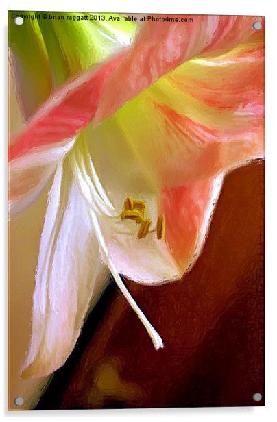 Amaryllis in Oils Acrylic by Brian  Raggatt