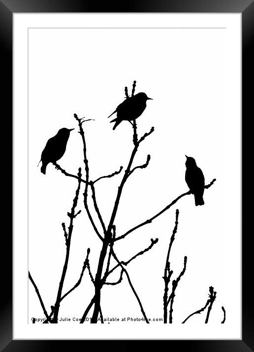 Black Birds on White Framed Mounted Print by Julie Coe
