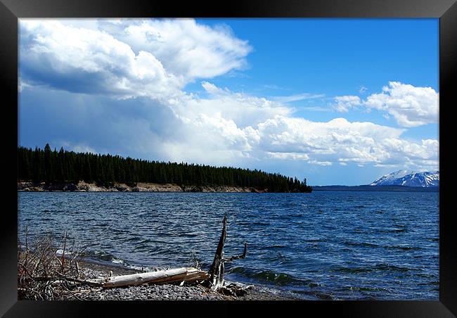 Lake Yellowstone impression Framed Print by Claudio Del Luongo