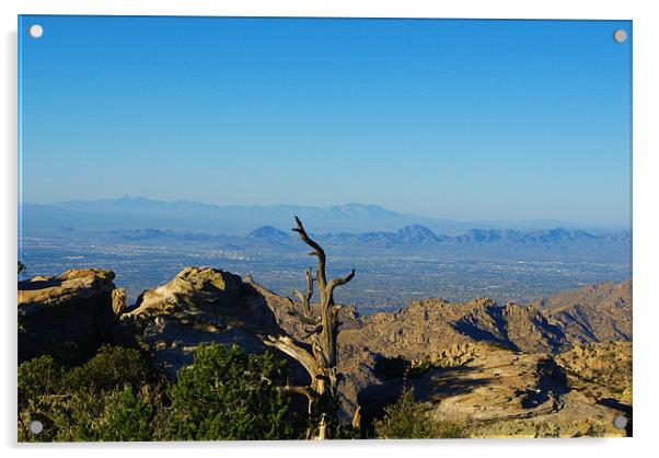 View from Mount Lemmon high above Tucson Acrylic by Claudio Del Luongo