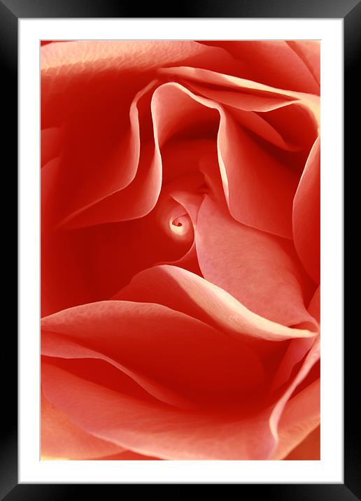 red rose  Framed Mounted Print by james wood
