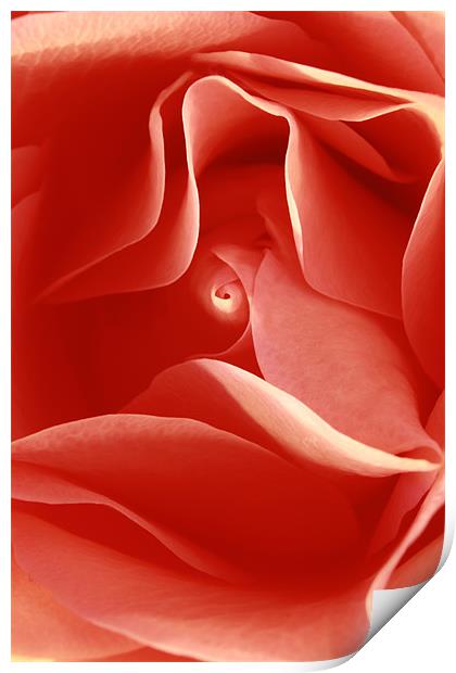 red rose  Print by james wood