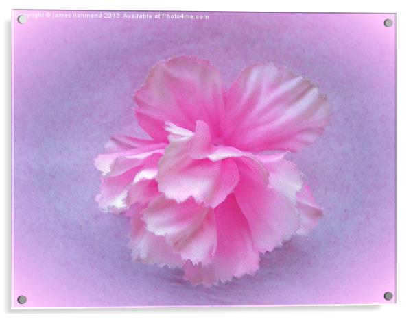 Carnation - Imitation Acrylic by james richmond