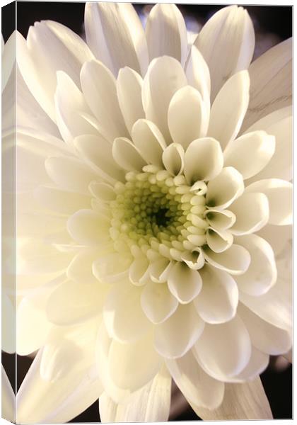 white flower  Canvas Print by james wood